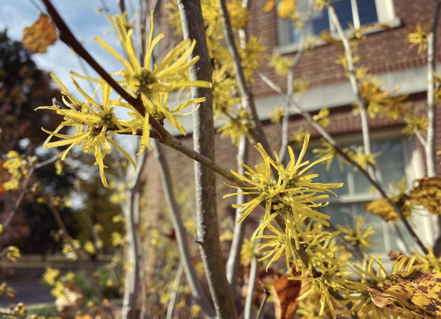 Witch hazel (hamamelis virginiana)
