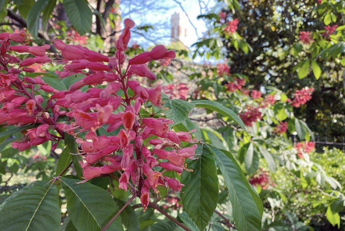 Red Buckeye (aesculus pavia)