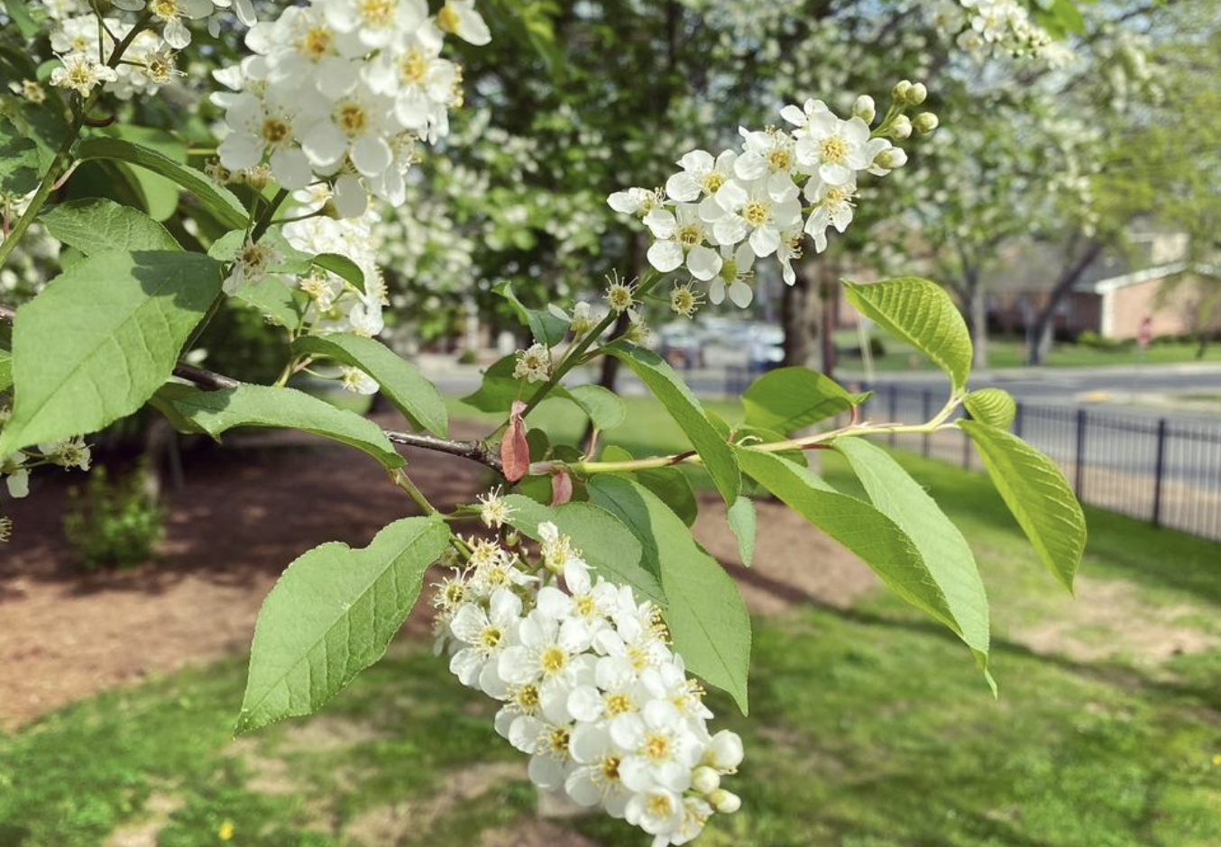 Black Cherry Tree (prunus serotina)