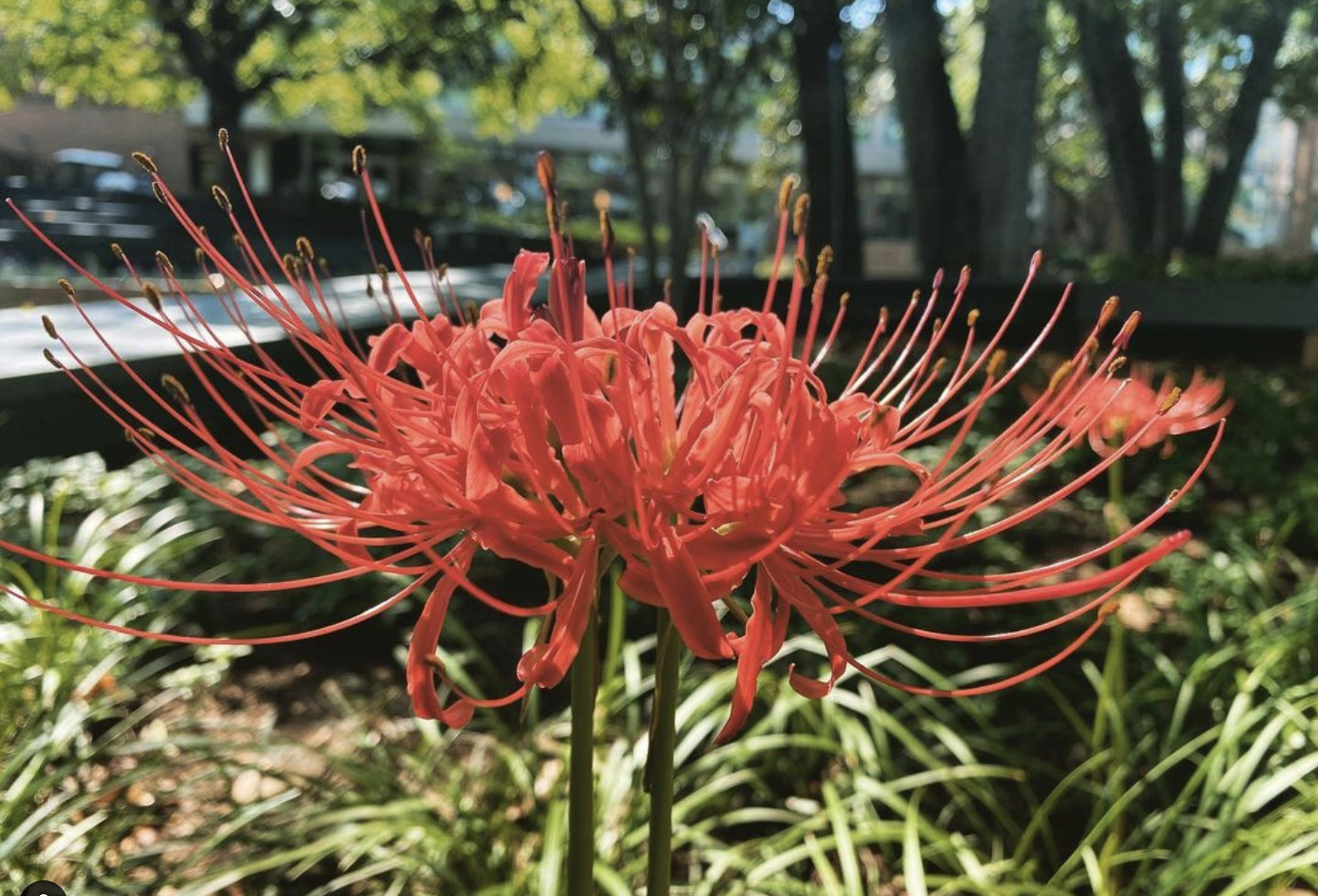 Red spider Lily (lycoris radiata)