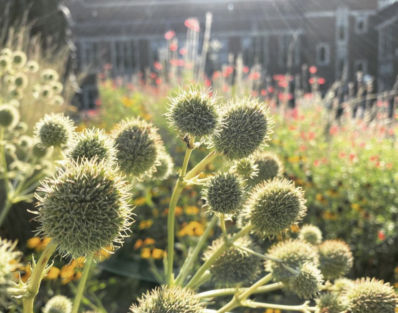 Globe Thistle (echinops)