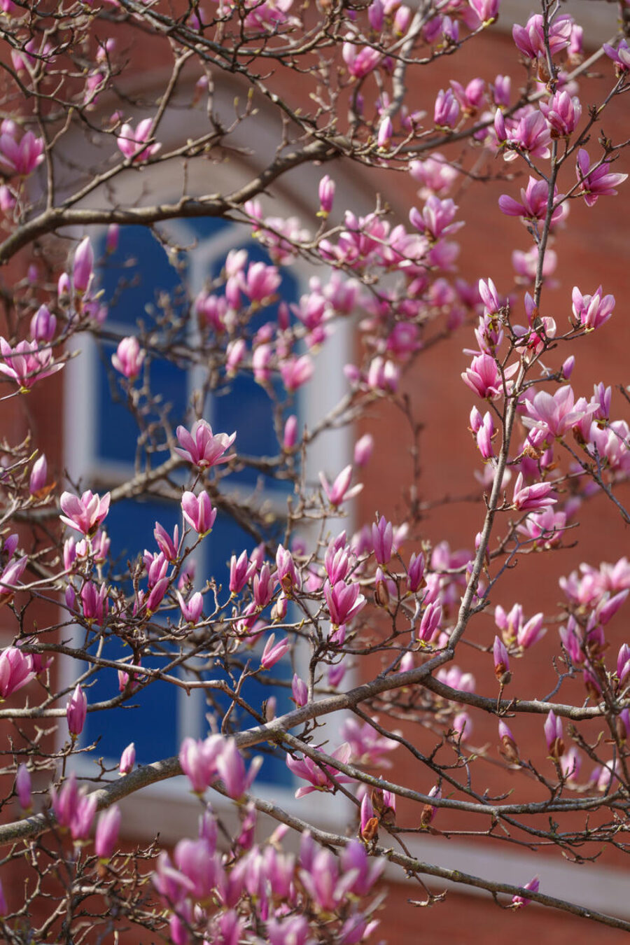 close-up photo of tree blossoms on Vanderbilt University campus