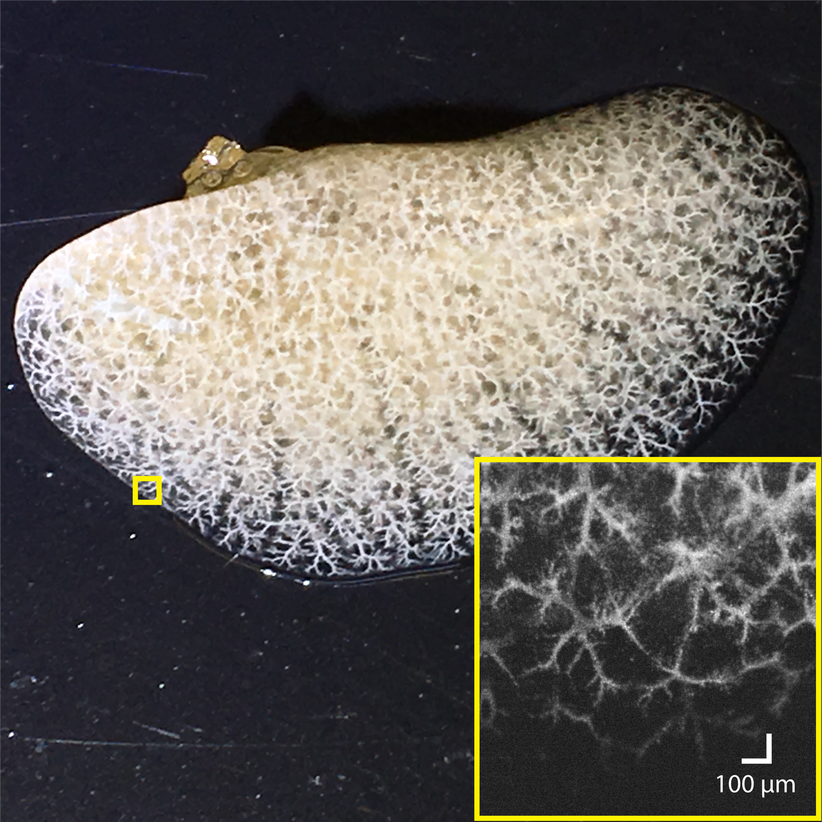 Biomedical Photonics