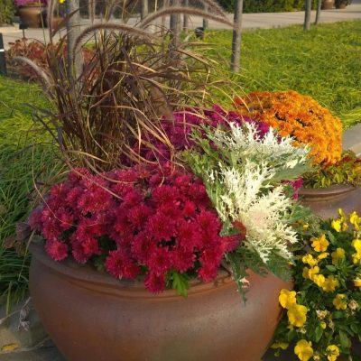 Lunch and Learn: Colorful Containers for Tennessee Fall