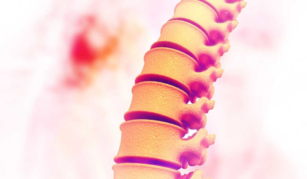 Graphic of spinal cord.