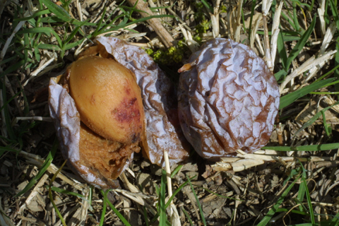 ginkgo cones and seeds