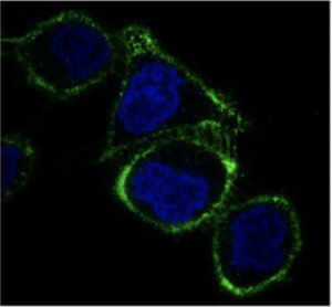 A photo of human cells exposing PI4P on the outside of the cell membrane.