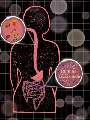 art showing the outline of a human body and the intestines, with inset image of food