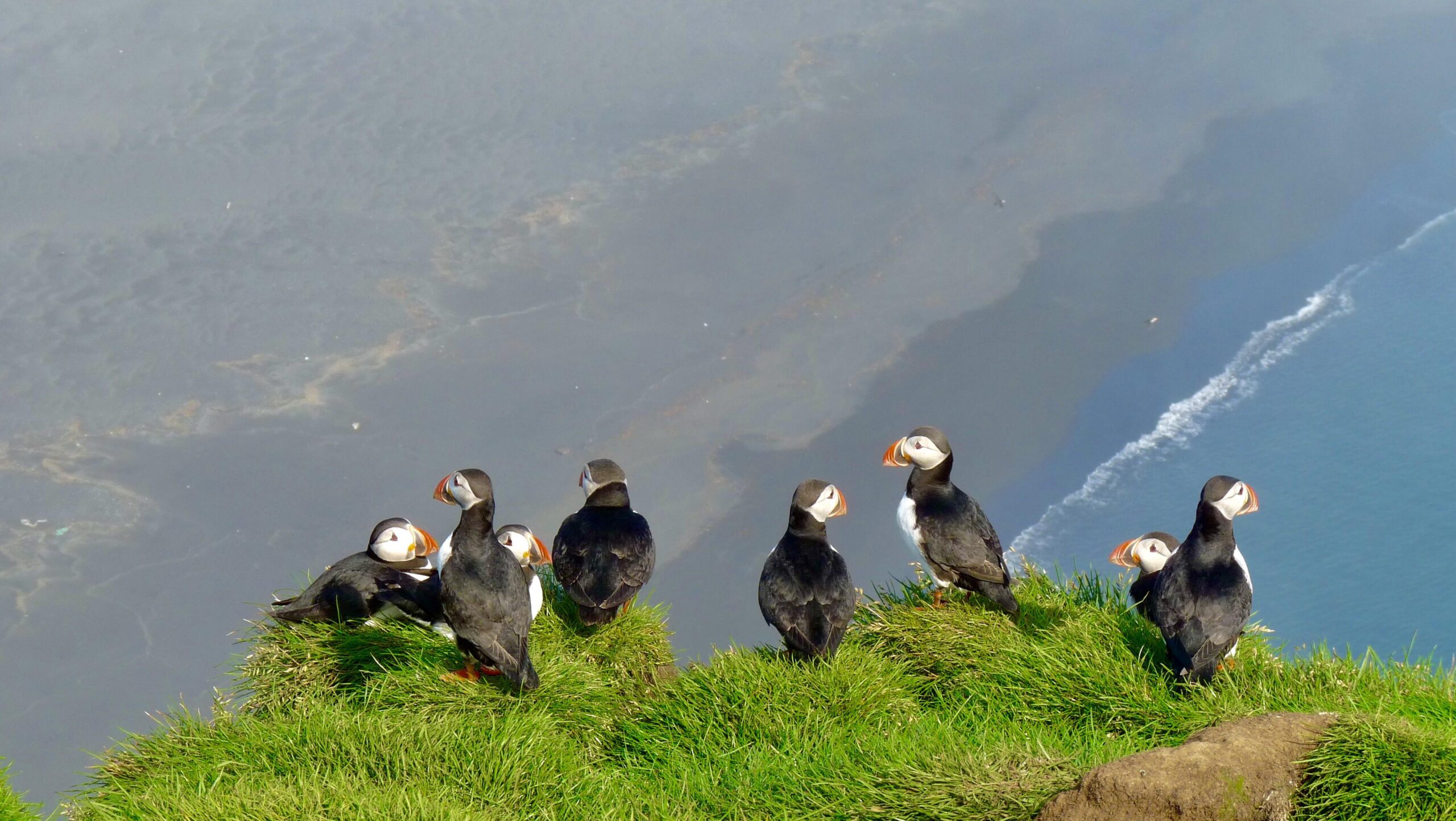 puffins
