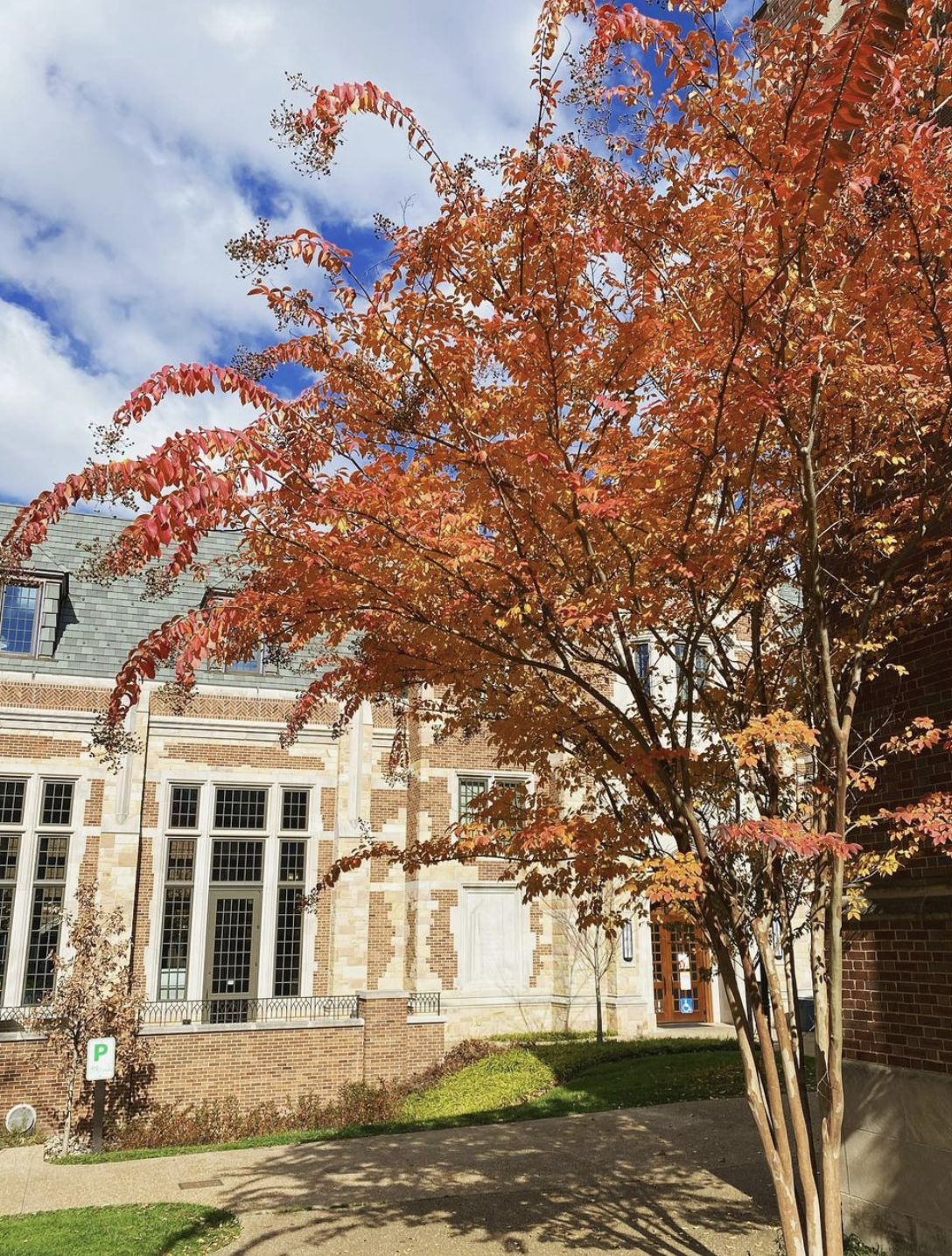 Crape Myrtle (lagerstroemia)