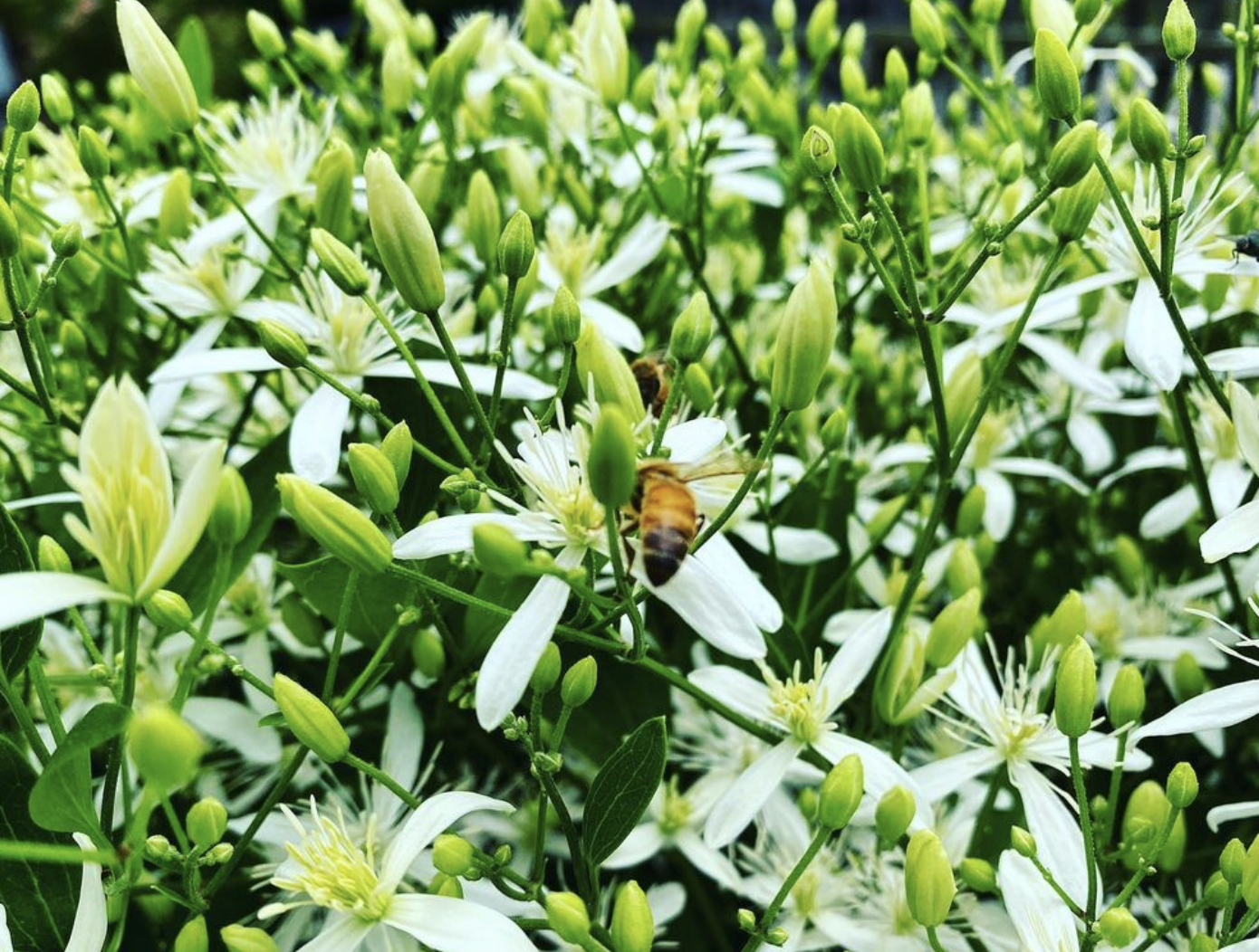 Sweet Autumn Clematis (clematis terniflora)