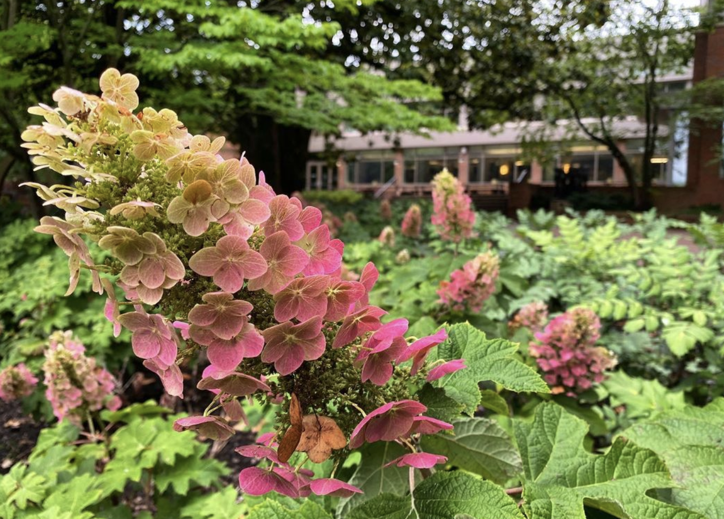 Ruby Slippers (hydrangea quercifolia)