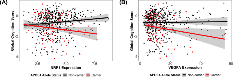 Scatterplots show (A)  NRP1 expression associations with global cognitive performance at the final neuropsychological assessment, stratified by APOE-ε4 allele status and (B) VEGFA expression associations with global cognitive performance at the final neuropsychological assessment, stratified by APOE-ε4 allele status