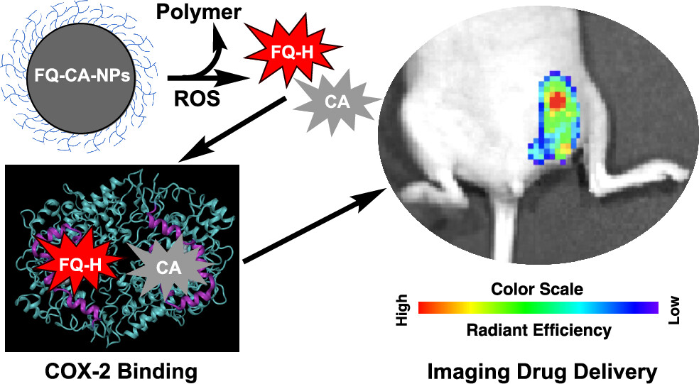 Overview of how the FQ-CA-NPs work. On the top left is a nanoparticle labeled FQ-CA-NPs. A branching arrow indicates that, in the presence of ROS, the polymer/nanoparticle drops off, leaving only the FQ-H imaging agent and CA drug. When they both interface with COX-2 (bottom left, labeled “COX-2 Binding”), they help visualize the tumor within a mouse (right, labeled “Imaging Drug Delivery”). A black-and-white image of the bottom half of a mouse shows a cluster of colors showing the location of a tumor on the mouse’s right hindquarters. A rainbow scale labeled “Radiant efficiency” below the image of the mouse identifies warm colors as “high” and cool colors as “low.”