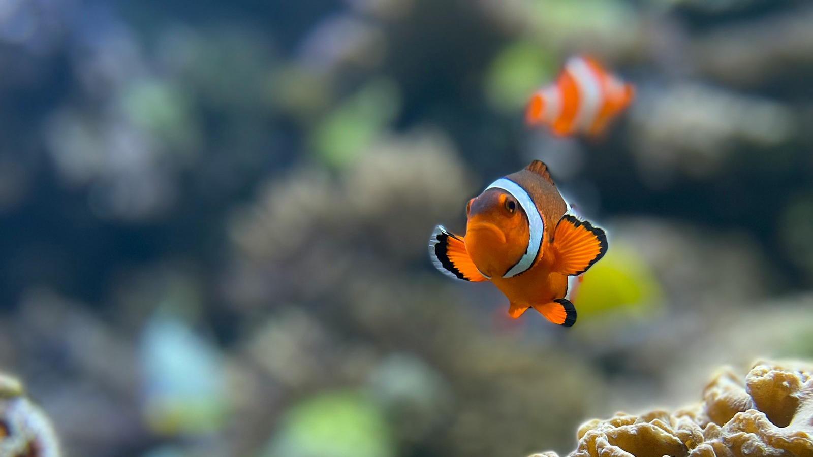 Clown fish swimming in a tank.