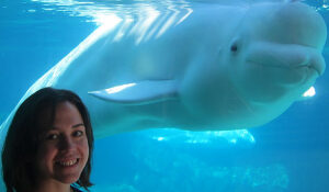 Vanderbilt researcher outlines how whales’ sensory systems have evolved through imaging technology