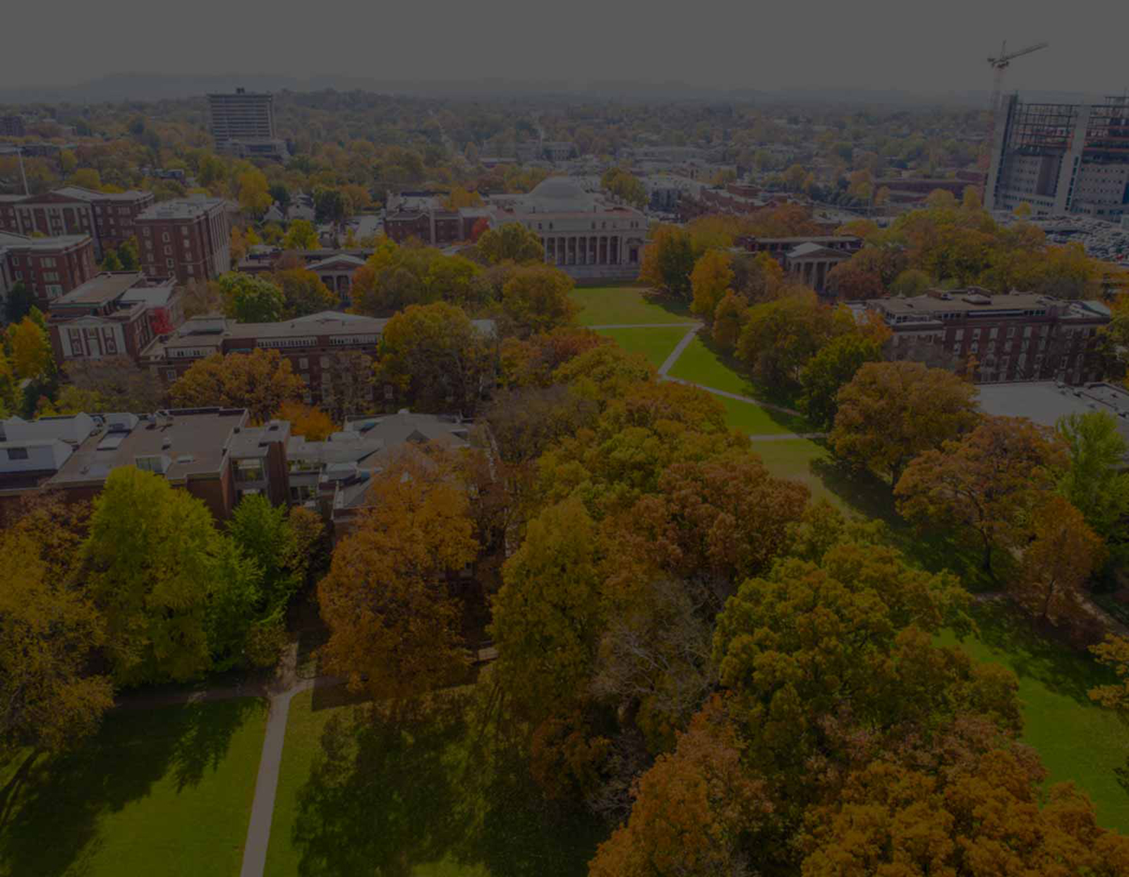 Background image of trees