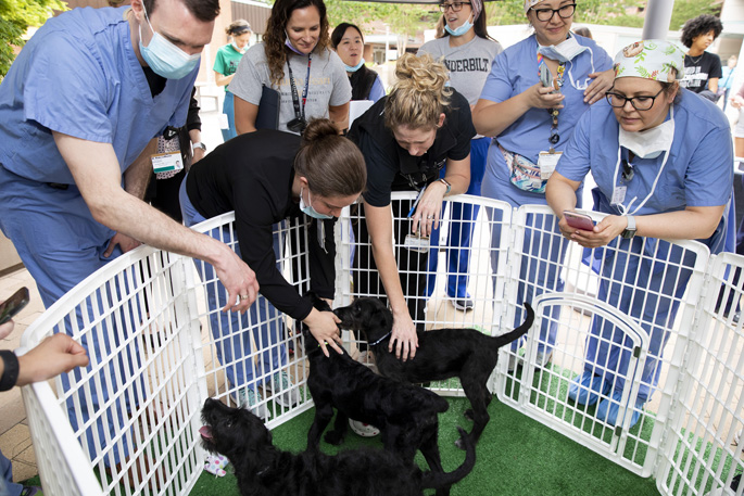 Nashville Humane Association (NHA) introduces Paws on the Plaza, an event in which the NHA will bring adoptable puppies to the VUMC Plaza. Although this is not an official adoption event, all puppies are available for adoption through NHA following the event. While NHA offers Bark Breaks throughout the Nashville/Middle Tennessee area, we are thrilled to be the first hospital to enter this partnership. Photos by: Susan Urmy