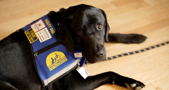 Squid the facility dog comes the Children's Hospital following an extensive two-year training regime.