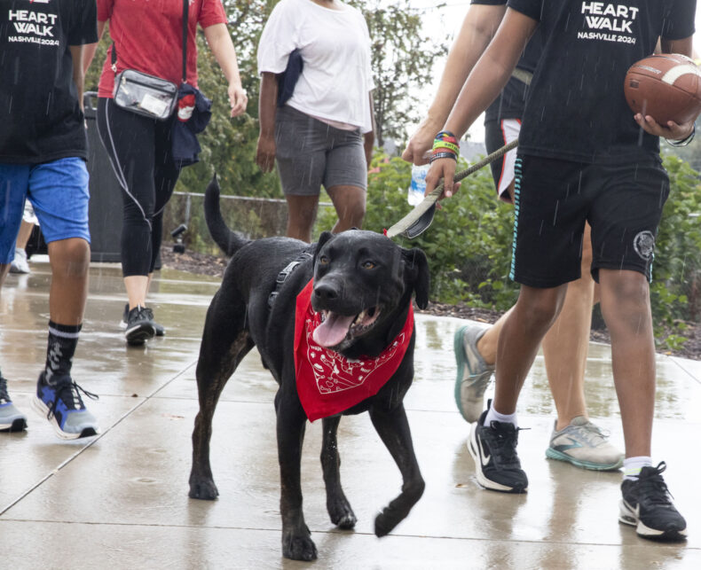 Nashville Heart Walk. (photo by Susan Urmy)