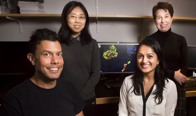 Raymond Blind, PhD, left, Xin Tong, PhD, Rachana Haliyur, PhD, and Marcela Brissova, PhD, are part of a research team that discovered new information about the cellular dysfunction that occurs with a rare form of diabetes. 