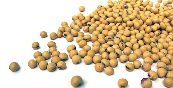 soybeans574px (stock.xchng)