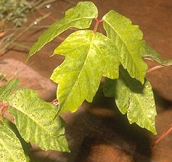 poison ivy crop