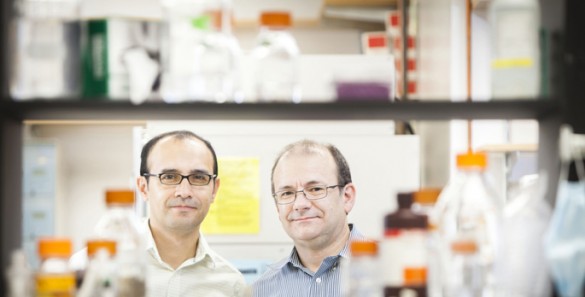 Immune cell duo SU005 tease