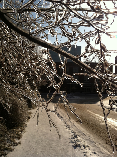SA Winter ice tree ww