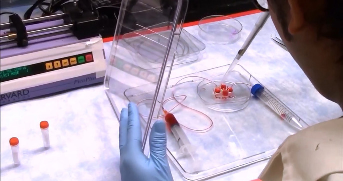 The organ-on-a-chip device used by Osteen’s lab allows a constant flow of fluids that more accurately represents human internal organ systems.