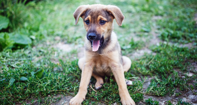 Get ready for a regular dose of adorable when the Nashville Humane Association begins bringing puppies to the VUMC Plaza once a month for employees to interact with.