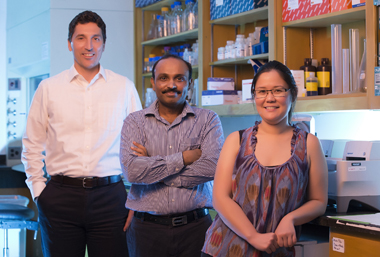 From left, Eric Sebzda, Ph.D., Sudheer Pabbisetty, Ph.D., Whitney Rabacal, Ph.D., and colleagues are studying a transcription factor’s role in potentially regulating autoimmunity. (photo by Joe Howell)