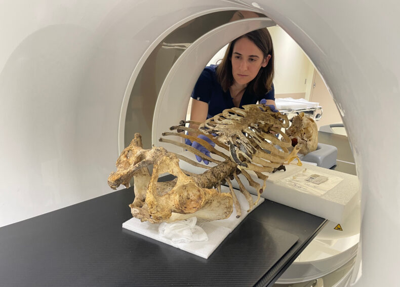 Katherine Van Schaik, MD, PhD, MA, positions skeletal remains in a CT scanner.