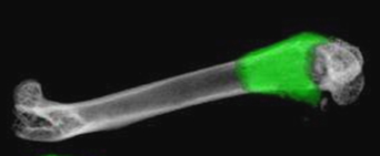 elefteriou_GFP in bone