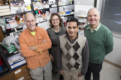 From left, Charles Sanders II, Ph.D., Ambra Pozzi, Ph.D., Sijo Mathew, Ph.D., Roy Zent, M.D., Ph.D., and colleagues have found differences in the structure and function of certain integrins. (photo by Joe Howell)