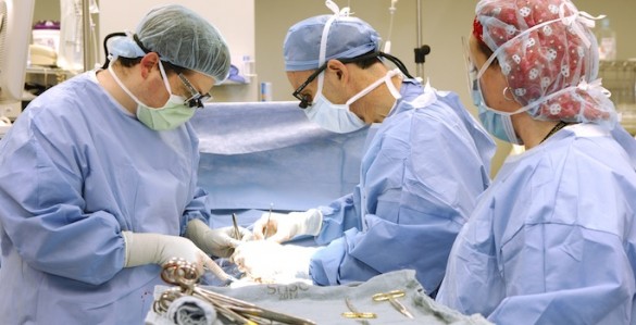 Transplant (Vanderbilt University) Transplant surgery