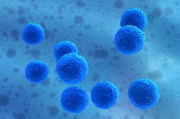 stemcells_iStock_full