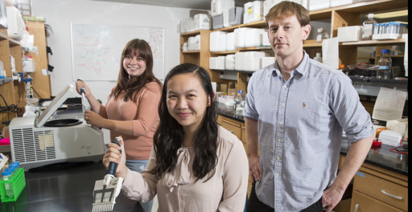 Oliver McDonald, M.D., Ph.D., Kimberly Stauffer, left, Anna Word and colleagues are studying how metastatic pancreatic cancer changes its metabolism to become more malignant. (photo by Joe Howell)
