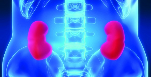 Kidney iStock_0000