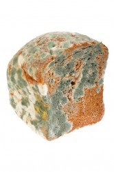 Mouldy Bread moldy bread