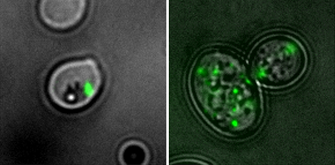 Link_Lab yeast image