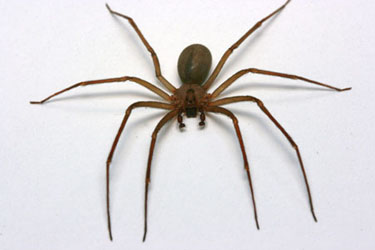 brown_recluse copy