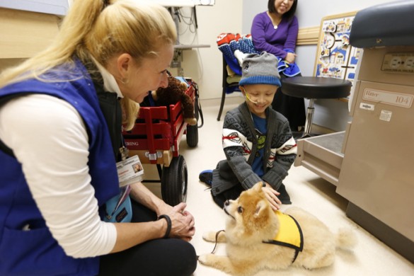 Dog therapy JR158