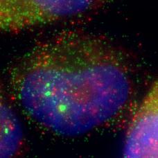 Neuert image 1 Single-molecule RNA FISH