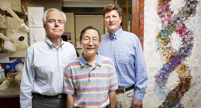 From left, MacRae Linton, MD, Huan Tao, MD, PhD, Jonathan Brown, MD, and colleagues have discovered a potential new target for preventing atherosclerosis.