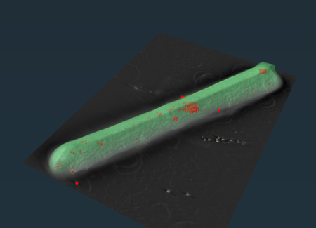 A C. diff bacterium (green) with iron particles in red, shown in a reconstructed electron tomogram from STEM-EDS. (image courtesy of James McBride)