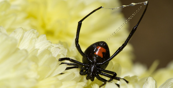 black widow close up