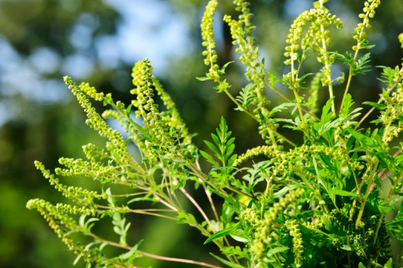 Ragweed plant