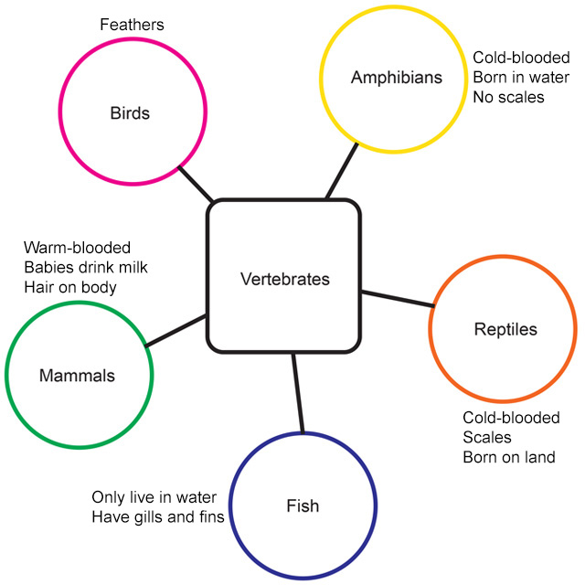 Semantic map for vertebrates