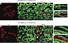 Avp is expressed in mouse collecting duct cells in vivo.